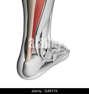 Achilles tendon Stock Photo