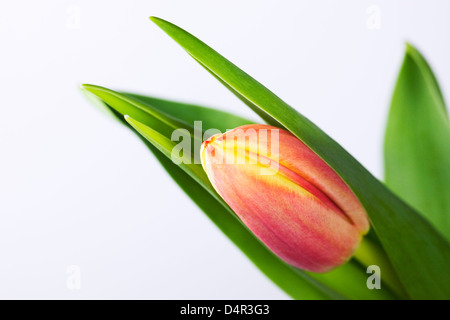 A single red and yellow tulip against a white background. Stock Photo