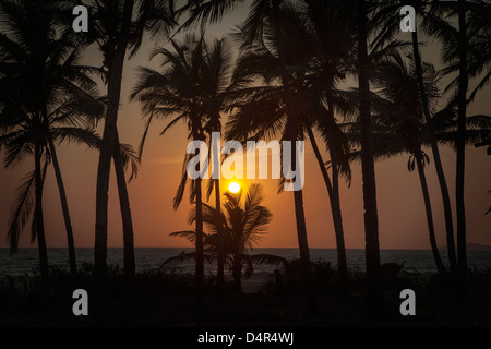 Sunset at Arossim Beach, Southern Goa, India. Palm trees silhouetted. Stock Photo