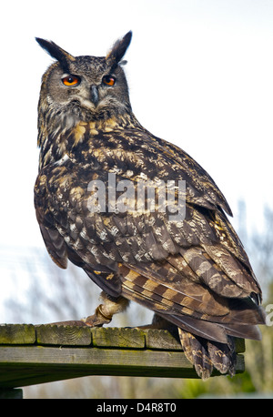 Eurasian Eagle Owl (bubo bubo) Stock Photo