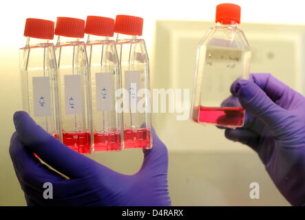 An assistant of the Institute for Virology at the Hanover Medical School examines cell cultures for influenza A(H1N1) viruses in Hanover, Germany, 29 July 2009. The swine flu keeps spreading in Lower Saxony. The number of people taken ill with the flu rose to 1,072, as the Department of Health declared on 29 July. Besides North Rhine Westphalia, Lower Saxony is the German state wor Stock Photo