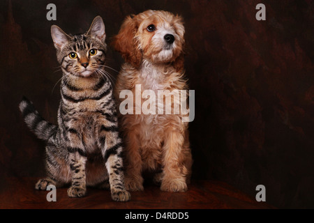 Adorable cavapoo puppy with Tabby kitten. Stock Photo