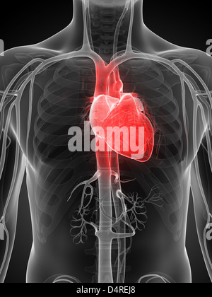 Highlighted human heart Stock Photo