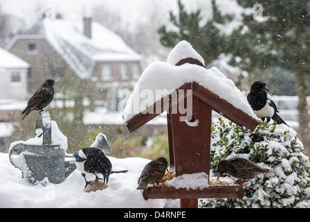 Common Starlings (Sturnus vulgaris) and European Magpies (Pica pica) at bird feeder during in garden in the snow in winter Stock Photo