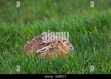 European Brown Hare (Lepus europaeus) lying hidden in grass of meadow with ears flat Stock Photo