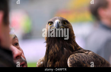 The golden eagle 'Attila', Frankfurt's mascot, is pictured during the  Bundesliga soccer match between Eintracht Frankfurt and 1. FSV Mainz 05 at  the Commerzbank arena in Frankfurt/Main, Germany, 05 April 2014. Frankfurt