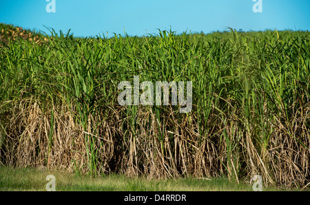 A field of sugar cane beet growing on a plantation in Barbados, Caribbean Stock Photo