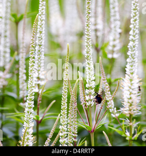 Spike speedwell Veronica spicata icicle Stock Photo