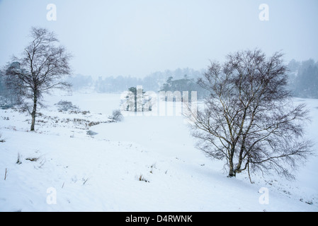 Falling snow at Tarn Hows in the Lake District Stock Photo