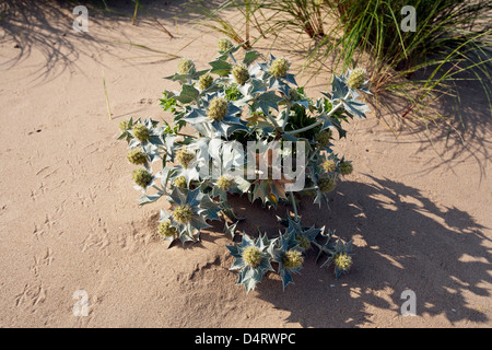Sea holly (eryngium maritimum) growing in sand on the south Gower coast Stock Photo