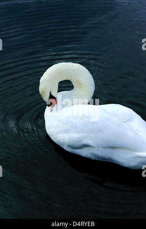 A swan at night Stock Photo