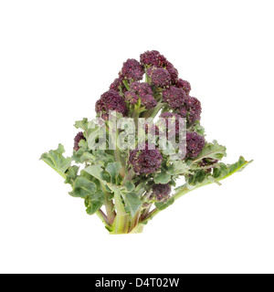 Purple sprouting broccoli isolated against white Stock Photo