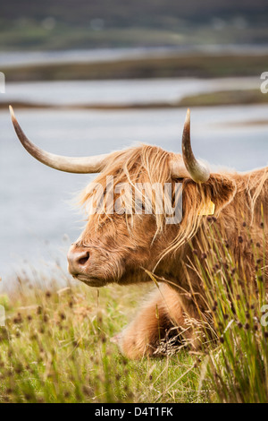 A Highland cow on the Isle of Skye in Scotland Stock Photo - Alamy