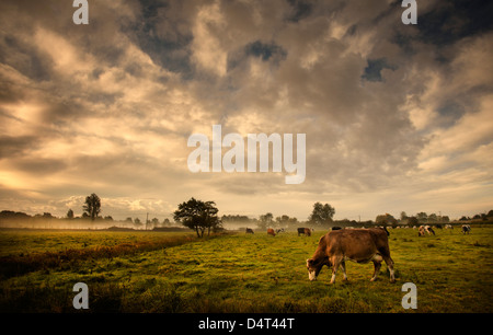 Herd of beef cattle grazing in the Waveney Valley, England, UK Stock Photo