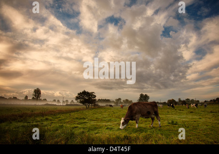 Herd of beef cattle grazing in the Waveney Valley, England, UK Stock Photo