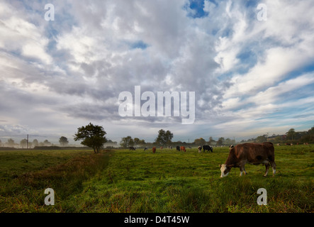 Herd of beef cattle grazing in the Waveney Valley, England, UK Stock Photo