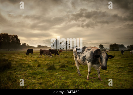 Herd of beef cattle grazing in the Waveney Valley, England, UK Stock Photo