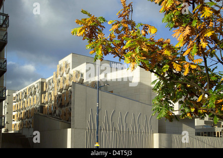 autumnal oak leaves with scottish parliament at holyrood Stock Photo