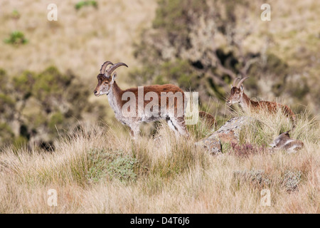 Walia Ibex (Capra walie), Semien Mountains National Park, Ethiopia Stock Photo