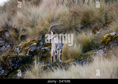 Walia Ibex (Capra walie), Semien Mountains National Park, Ethiopia Stock Photo