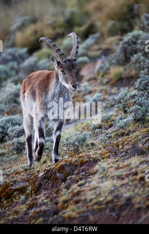 Walia Ibex (Capra walie), Semien Mountains National Park, Ethiopia Stock Photo