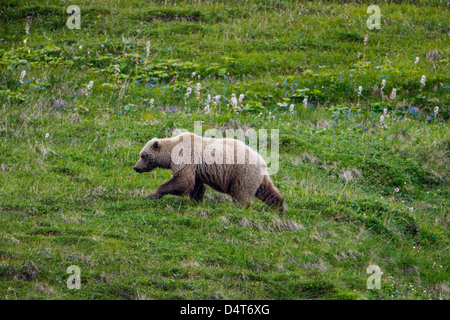 Female (Sow) Grizzly bear (Ursus arctos horribilis), Sable Pass, Denali National Park & Preserve, Alaska, USA