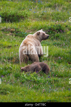 Female (Sow) Grizzly bear (Ursus arctos horribilis), with cubs, Sable Pass, Denali National Park, Alaska, USA Stock Photo