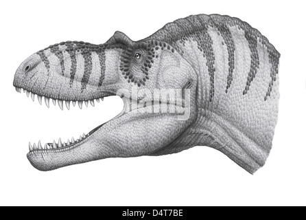 Albertosaurus sarcophagus, a genus of tyrannosaurid theropod dinosaur during the Late Cretaceous Period. Stock Photo