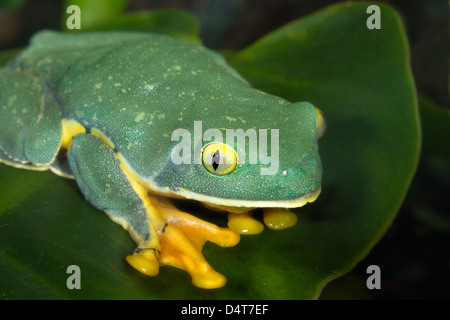 The splendid leaf frog (Cruziohyla calcarifer) in rainforest, close up Stock Photo
