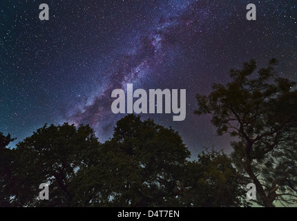 Night landscape with the Milky Way above live oak and mesquite trees, Adamsville, Texas. Stock Photo