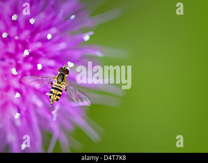 Hoverfly on thistle flower against green background with copy space Hoverfly on thistle flower against green background with copy space