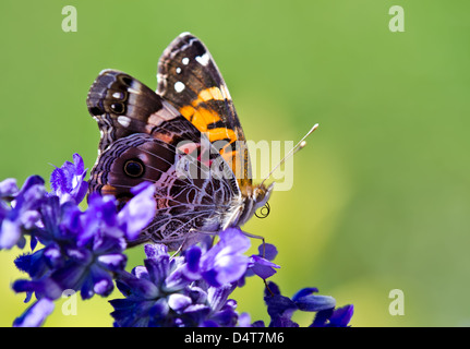 American Lady butterfly (Vanessa virginiensis) with curled proboscis or straw on Salvia flowers Stock Photo