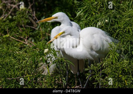 A pair of Great Egret or American Egret at Gatorland in Orlando Florida Stock Photo