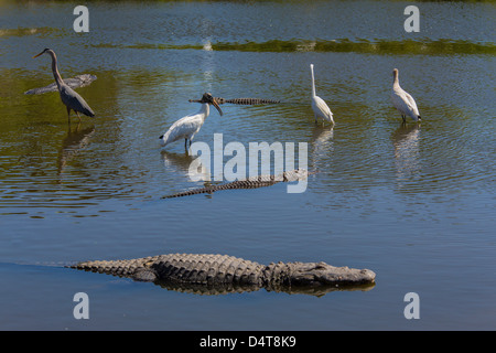 Alligaors and birds together at Gatorland in Orlando Florida Stock Photo