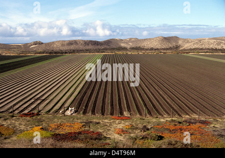 scenic view of row of newly planted seedlings receding into sand dunes in Monterey County near the pacific ocean Stock Photo