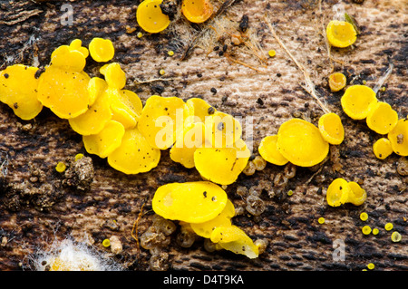 Fruiting bodies of sulfur disco (Bisporella sulfurina) growing on dead wood, with fungal hyphae visible at lower left, in Clumbe Stock Photo