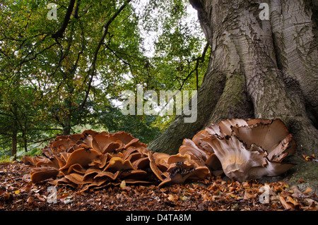 An enormous specimen of giant polypore (Meripilus giganteus) growing at the base of a mature beech tree in Clumber Park Stock Photo