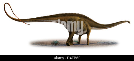 Diplodocus longus, a prehistoric era dinosaur from the Jurassic period. Stock Photo