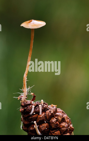 A conifercone cap fungus (Baeospora myosura) growing from the tip of a pine cone with hyphae around the base of the stipe Stock Photo