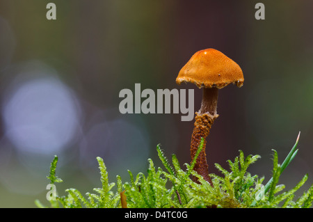 An earthy powdercap (Cystoderma amianthinum) growing amid fronds of moss in Clumber Park, Nottinghamshire. October. Stock Photo