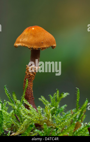 An earthy powdercap (Cystoderma amianthinum) growing amid fronds of moss in Clumber Park, Nottinghamshire. October. Stock Photo