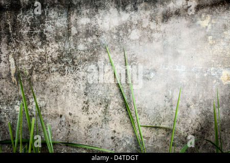 Dirty gray wall with black stains. Green grass near stonewall of old building. Seamless background. Moldy panel of house with pl Stock Photo