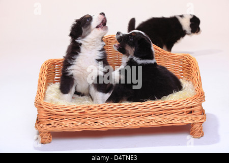 Australian Shepherds, puppies, black-tri, 6 weeks |Australian Shepherd, Welpen, black-tri, 6 Wochen / Hundesofa, Koerbchen Stock Photo