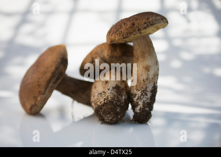 cute carved wooden mushrooms are made with a chain saw, and