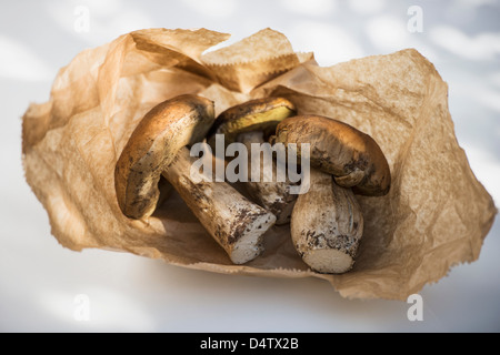 Porcini mushrooms in paper bag Stock Photo