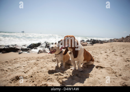 Dogs panting together on beach Stock Photo