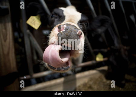 Close up of cow's nose and tongue Stock Photo