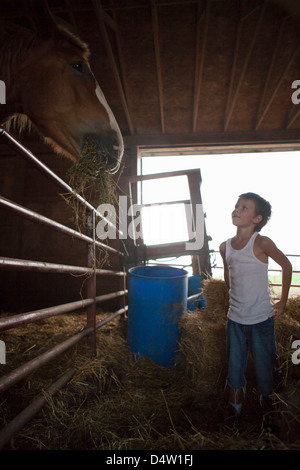 Boy feeding horse in barn Stock Photo