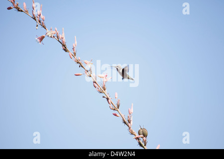 Hummingbird feeding from flowering tree Stock Photo