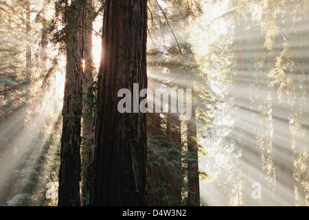 Sun streaming through trees in forest Stock Photo